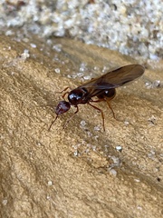 Aphaenogaster