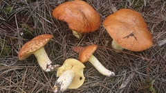 Suillus bellinii