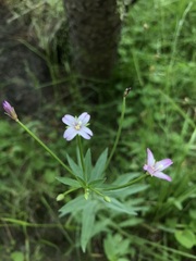 Epilobium ciliatum