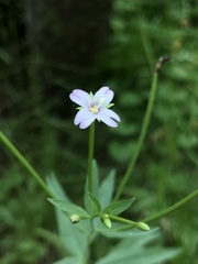 Epilobium ciliatum