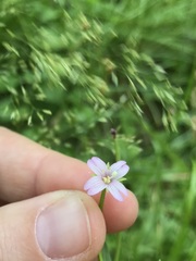 Epilobium ciliatum