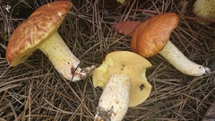 Suillus bellinii