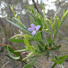 Billardiera cymosa
