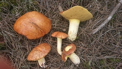 Suillus bellinii
