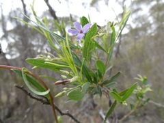 Billardiera cymosa