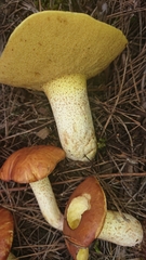 Suillus bellinii