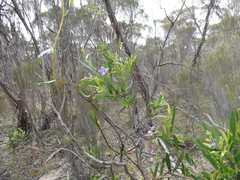 Billardiera cymosa