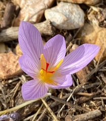Crocus pallasii