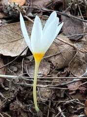 Crocus ochroleucus