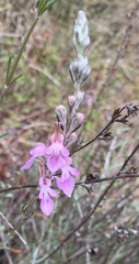 Teucrium creticum