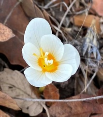 Crocus ochroleucus
