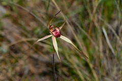 Caladenia lowanensis