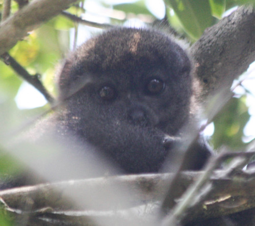Hapalemur griseus