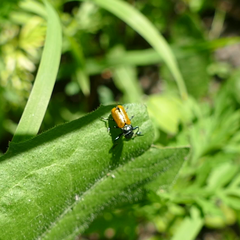 Labidostomis