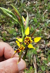 Diuris sulphurea