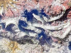 Spirobranchus cariniferus