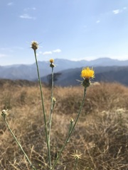 Centaurea solstitialis