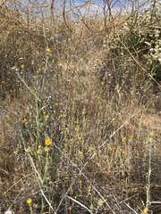 Centaurea solstitialis