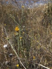 Centaurea solstitialis