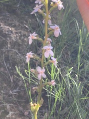 Stylidium armeria