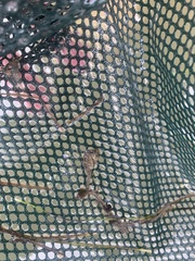 Hippocampus zosterae