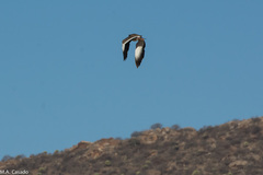 Vanellus coronatus