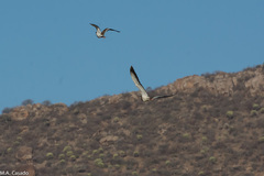 Vanellus coronatus