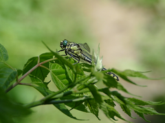 Gomphus vulgatissimus