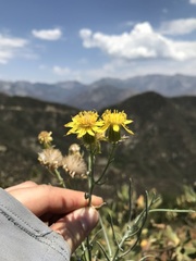 Senecio flaccidus