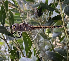 Anax papuensis