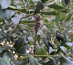 Anax papuensis
