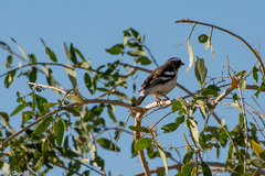 Plocepasser mahali