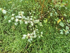 Homalanthus stillingiifolius