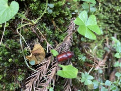 Prismognathus formosanus