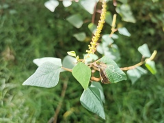 Homalanthus stillingiifolius