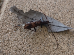 Phoracantha acanthocera