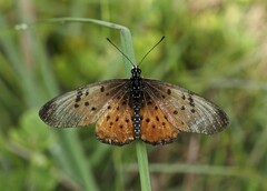 Acraea pseudegina