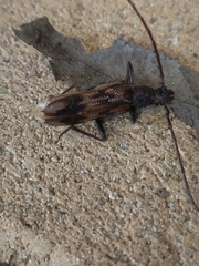 Phoracantha acanthocera