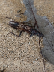 Phoracantha acanthocera