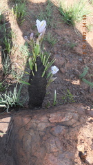 Xerophyta retinervis