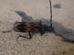 Phoracantha acanthocera