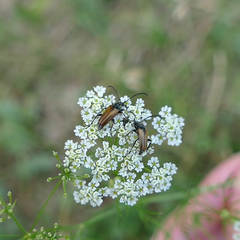 Pseudovadonia livida