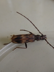 Phoracantha acanthocera