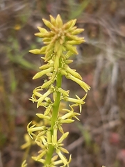 Stackhousia viminea
