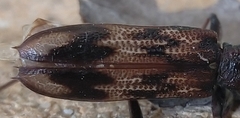 Phoracantha acanthocera
