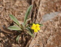 Goodenia willisiana