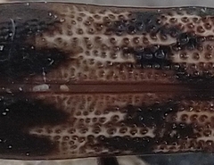 Phoracantha acanthocera