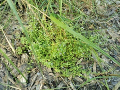 Lobelia quadrangularis