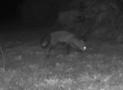 Vulpes vulpes crucigera