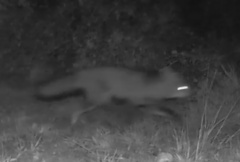 Vulpes vulpes crucigera